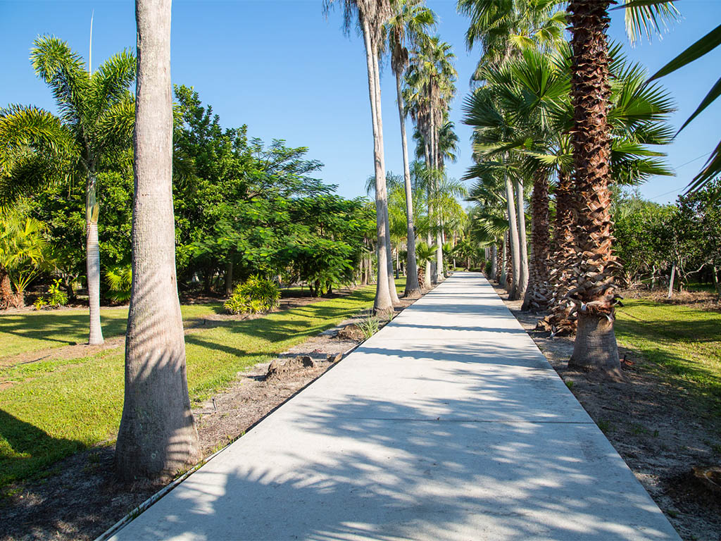 Another view of the paved driveway lined with palms leading to the Country Estate in Vero Beach  