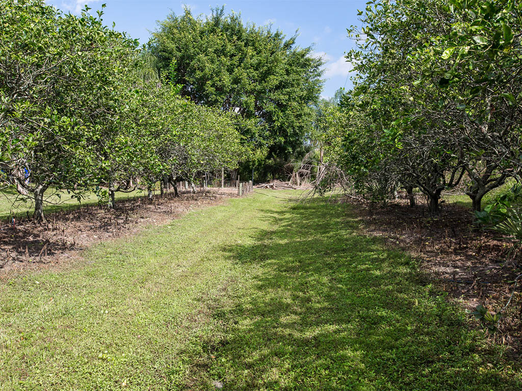 The Vero Beach Country Estate’s Garden & Orange Trees  