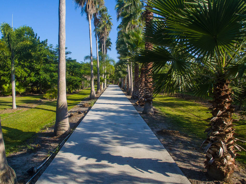 The long paved driveway lined with palms leading to this Vero Beach Country    