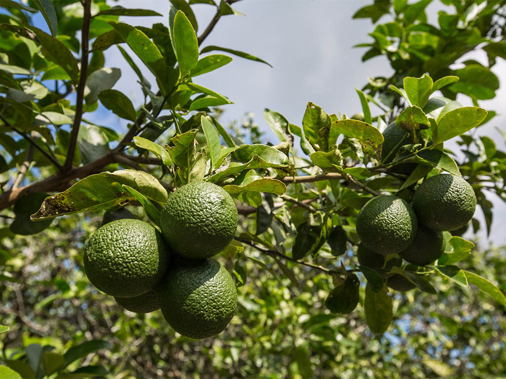 Vero Beach Country Estate’s Orange Trees   